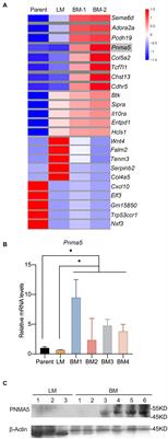 PNMA5 Promotes Bone Metastasis of Non-small-Cell Lung Cancer as a Target of BMP2 Signaling